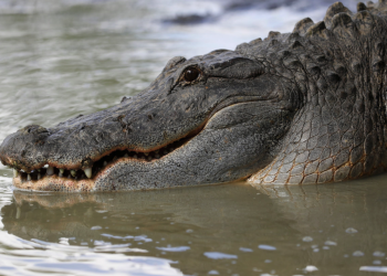 Capturan y reubican caimán avistado en canal de McAllen